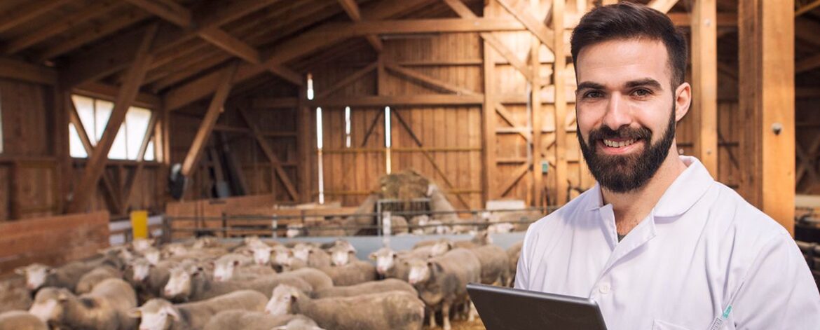 portrait-veterinarian-dressed-white-coat-with-rubber-gloves-standing-sheep-domestic-farm-edited-scaled